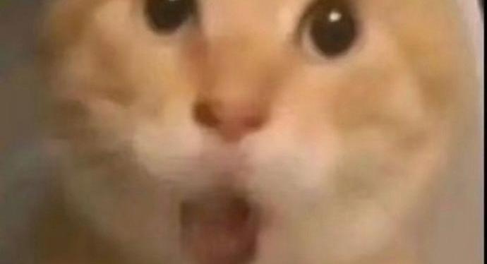 萌猫复刻狮子王名场面笑翻网友