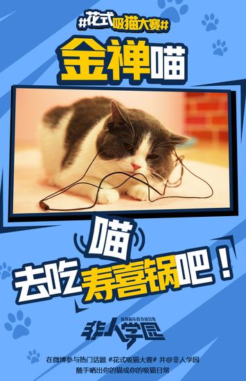 学园萌猫齐齐出阵 金禅喵