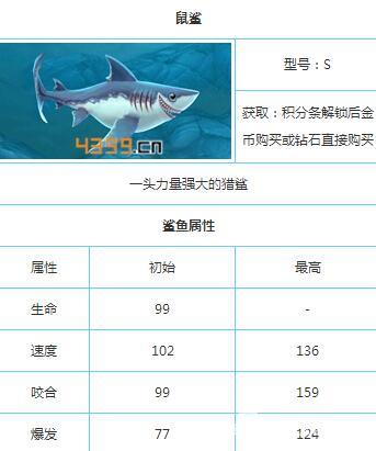 饥饿鲨世界鲨鱼图鉴大全 力量强大的鼠鲨_979