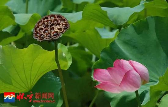 “瀼溪环曲”景观(钱续坤/摄)