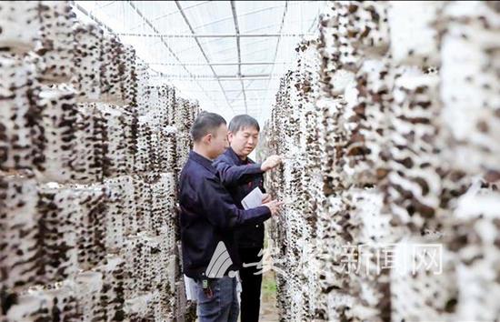 岳西县来榜镇关河村桑枝木耳种植基地 通讯员 林卢珍 摄