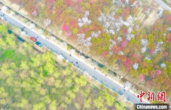 从空中俯瞰安徽省长丰县义井镇樱基地，各色樱花已美丽绽放，将大地装扮得五彩斑斓。　韩苏原 摄 