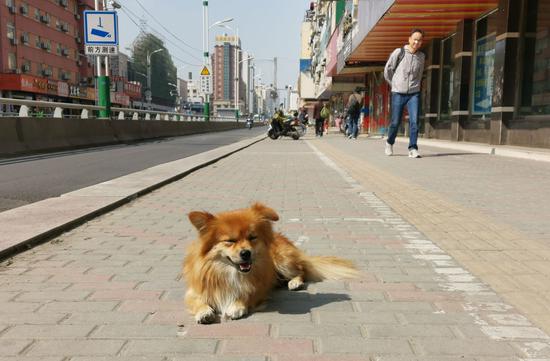 一只无人看管的小狗趴在人行道上