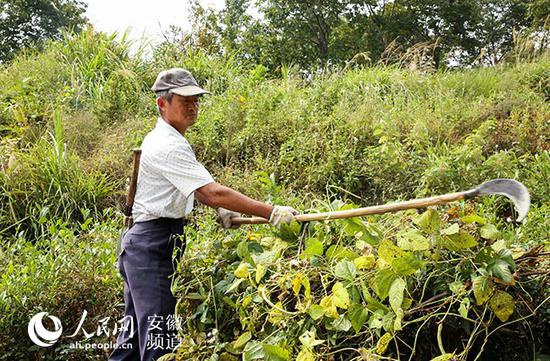  脱贫户在茶园里除草（王锐 摄）