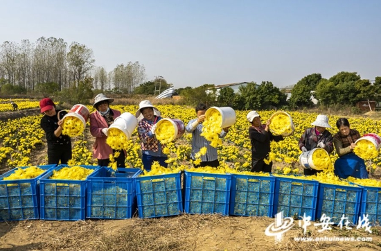 在肥东县古城镇陈兴社区加工基地里，当地农户正在分拣菊花