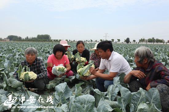 于塘村的有机花菜熟了