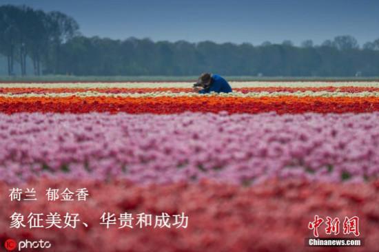 资料图:荷兰郁金香花海。图片来源:ICphoto