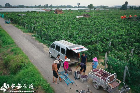 大庄村随处可见收购葡萄的客商