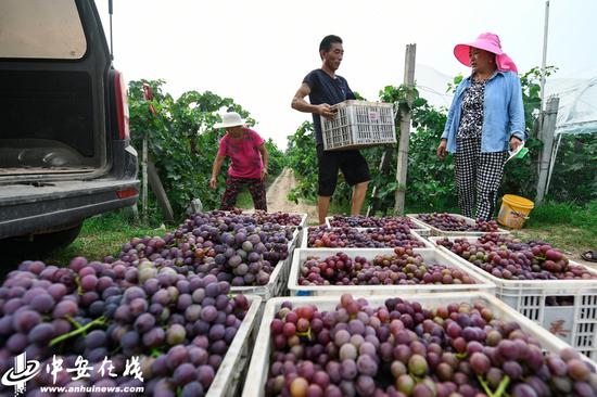 裴东正在把采摘葡萄装车