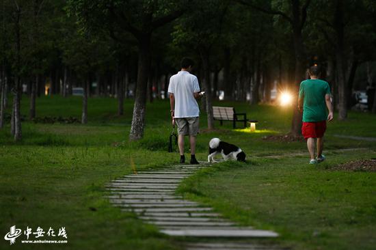 合肥绿轴公园每天遛狗市民很多不栓绳索