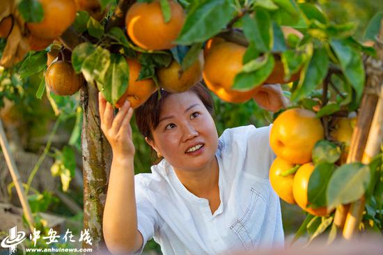 大批游客慕名而来采摘水果