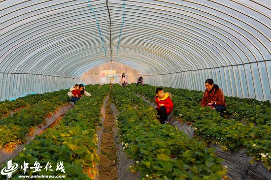　　游客在五河县西坝口村农耕食代草莓种植户的大棚内采摘草莓