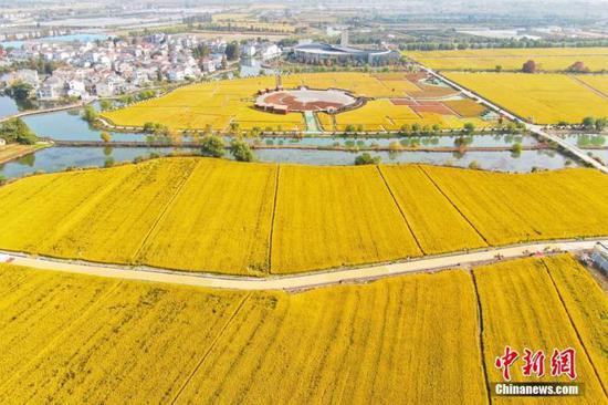 　　资料图：航拍丰收季的稻田。中新社记者 泱波 摄