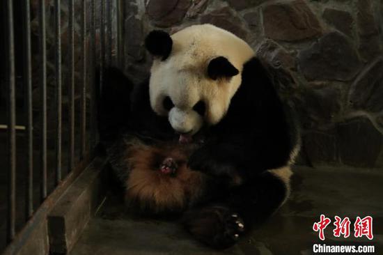 熊猫基地大熊猫“福娃”平安产下一对雄性大熊猫双胞胎。成都大熊猫繁育研究基地供图