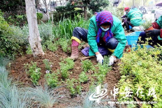 工人们正在进行补植工作