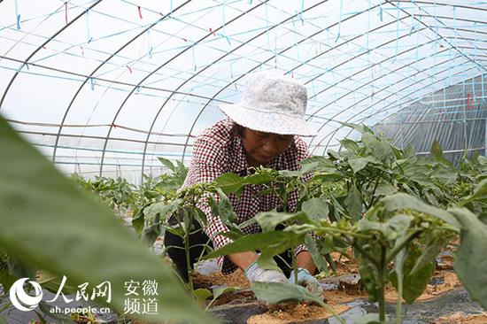 脱贫户聂汪香正在农业产业园中种植辣椒 王锐摄