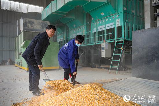 聂红伟正在跟工作人员烘干玉米。苗子健摄