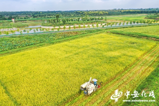 示范园积极开展早稻抢收,做到颗粒归仓
