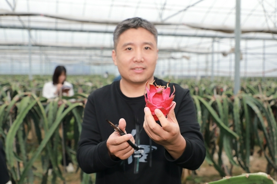 生态园里的火龙果