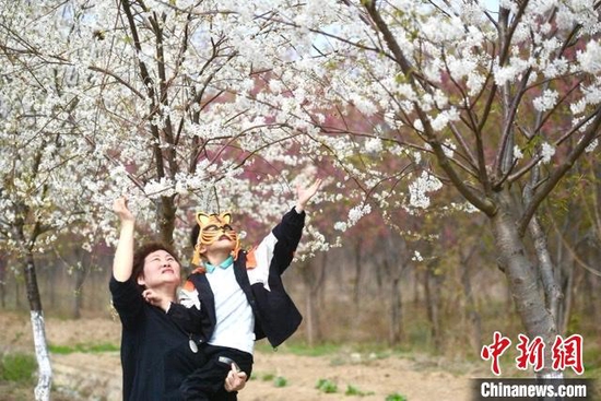  游客在樱花树下驻足观赏 韩苏原 摄