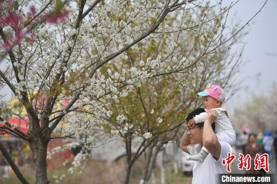  游客在樱花基地中赏景 韩苏原 摄