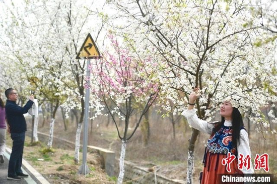  游客在樱花树下自拍 韩苏原 摄