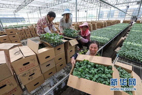8月9日，工人们将培育成熟的蔬菜苗装箱打包。新华网发（王文生 摄）