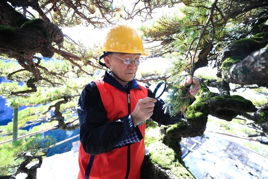 专家组组长、安徽农业大学博士生导师束庆龙教授手持的放大镜仔细观察枝芽的色泽 樊成柱/摄