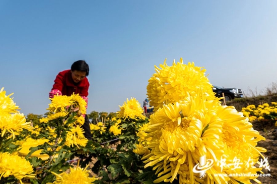 在肥东县古城镇陈兴社区，当地农户正在采摘金丝皇菊