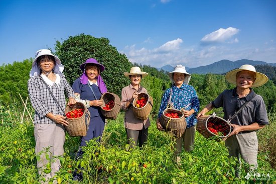 近年来，安徽省霍山县漫水河镇在大力推进乡村振兴进程中，持续走深走实产业化、集约化、规模化、专业化发展的道路，大力发展红灯笼辣椒这一“红色产业”。（徽镜映像工作室供图）