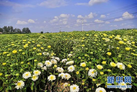 9月14日，药王村中药材种植基地内菊花盛开。新华网 李东标 摄