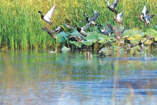 10月20日，鸟儿在十八联圩湿地嬉戏。