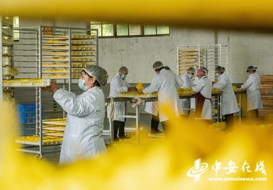 在肥东县古城镇陈兴社区加工基地里,当地农户正在分拣菊花
