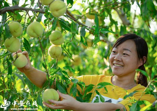 大批游客慕名而来采摘水果