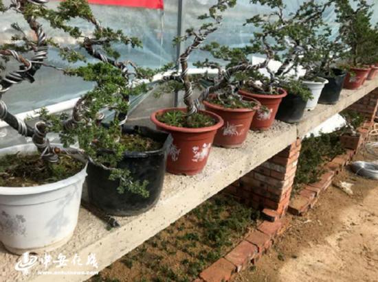 小盆景成了“聚宝盆” 扶贫民警圆了他们的致富梦