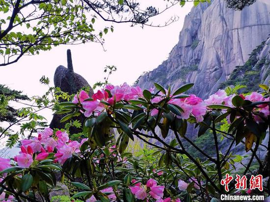 黄山之巅杜鹃红艳。 凌强 摄