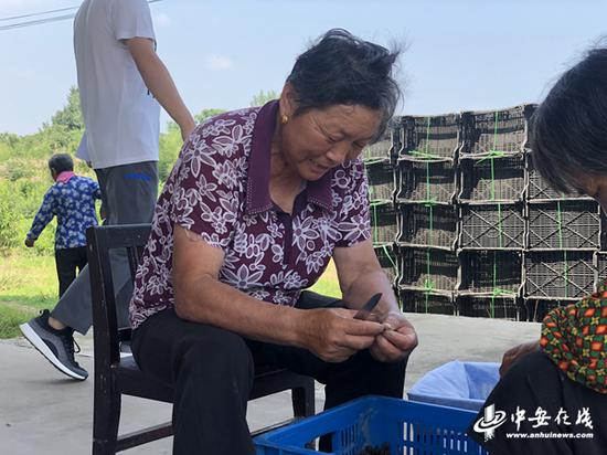 在鲜桃分拣区的旁边,63岁的何老太正在忙着挑拣桃胶。