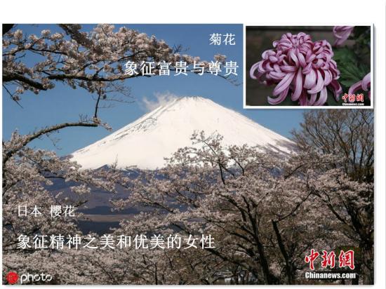 资料图:樱花与菊花。