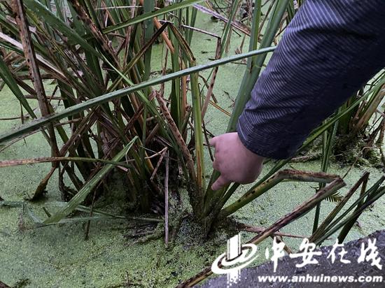 储昭才向记者示意茭白孕茭的位置