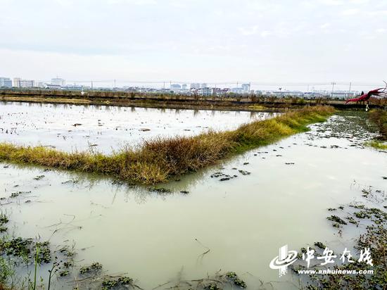 稻田边枯黄的香根草