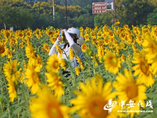 向日葵园进入盛花期吸引市民前来观赏