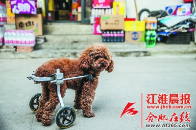 丁丁戴着车轮支架站在马路上