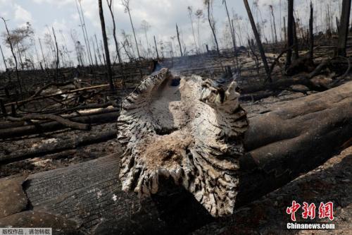 　　当地时间8月25日，亚马孙雨林过火后的土地被烧成焦黑。