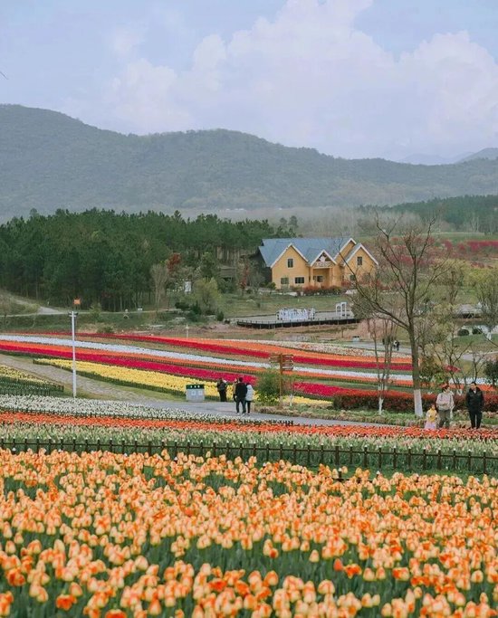 📍巢湖郁金香高地