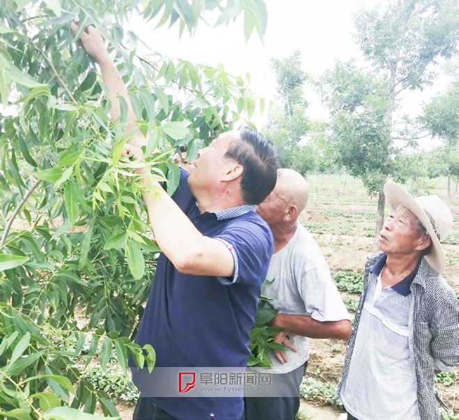 葛浩新（左一）教剪枝