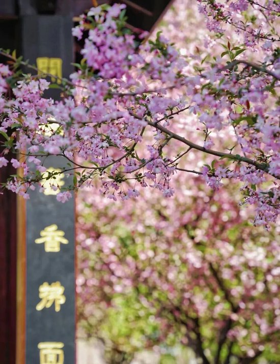 📍海棠公园&nbsp; @江然凌&nbsp;