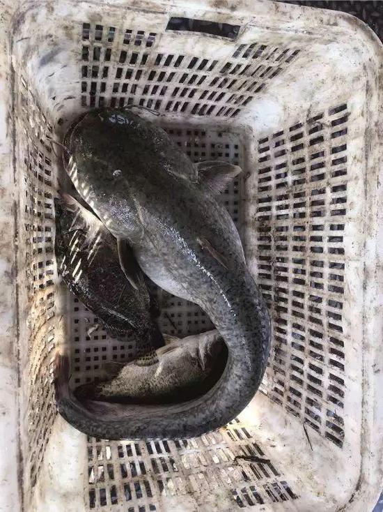 　　一条个头很大的鲶鱼刚被鱼贩子收上来，重十多斤。1990年代以来，鄱阳湖的渔业资源逐年下降，现在已经很少能打到这么大的鱼。摄影/本刊记者 霍思伊