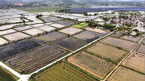  200000 tons of rice shrimp from Anhui are sold to Shanghai