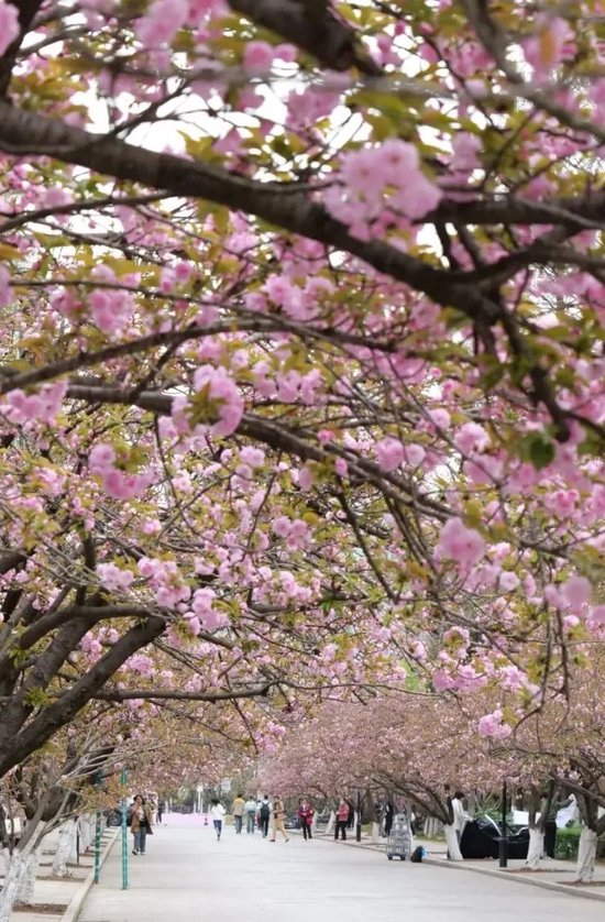 📍中科大&nbsp;&nbsp; @胖师傅