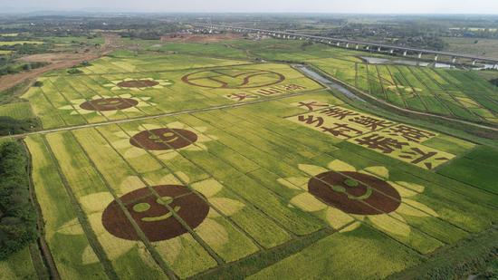 600亩巨幅稻田画亮相巢湖庙岗乡，俯瞰下很震撼